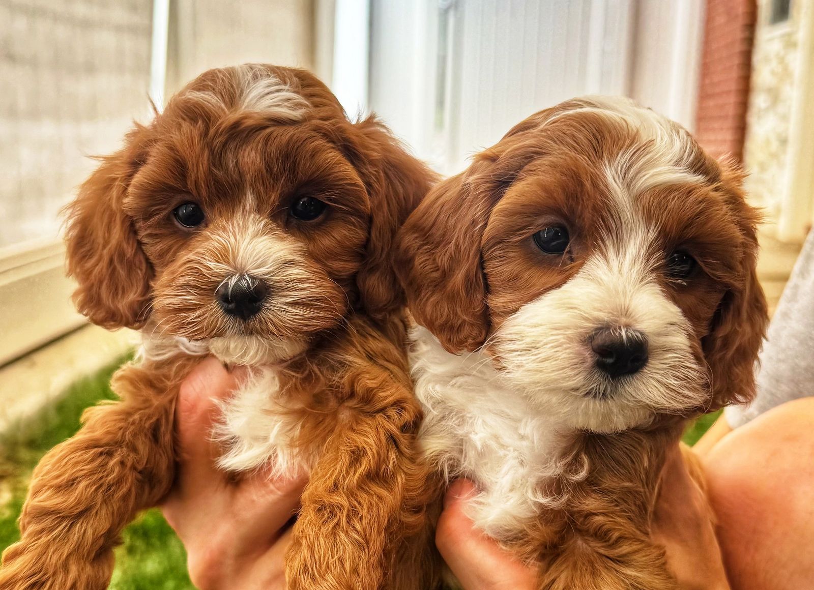 4th Gen Micro GOLDENDOODLE Puppies Toy Golden Retriever Poodle Multi-gen White Tuxedo Blaze Red