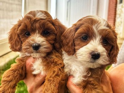 4th Gen Micro GOLDENDOODLE Puppies Toy Golden Retriever Poodle Multi-gen White Tuxedo Blaze Red