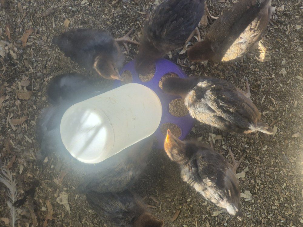 Production Blue young pullets