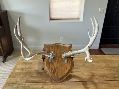 Mule deer shed