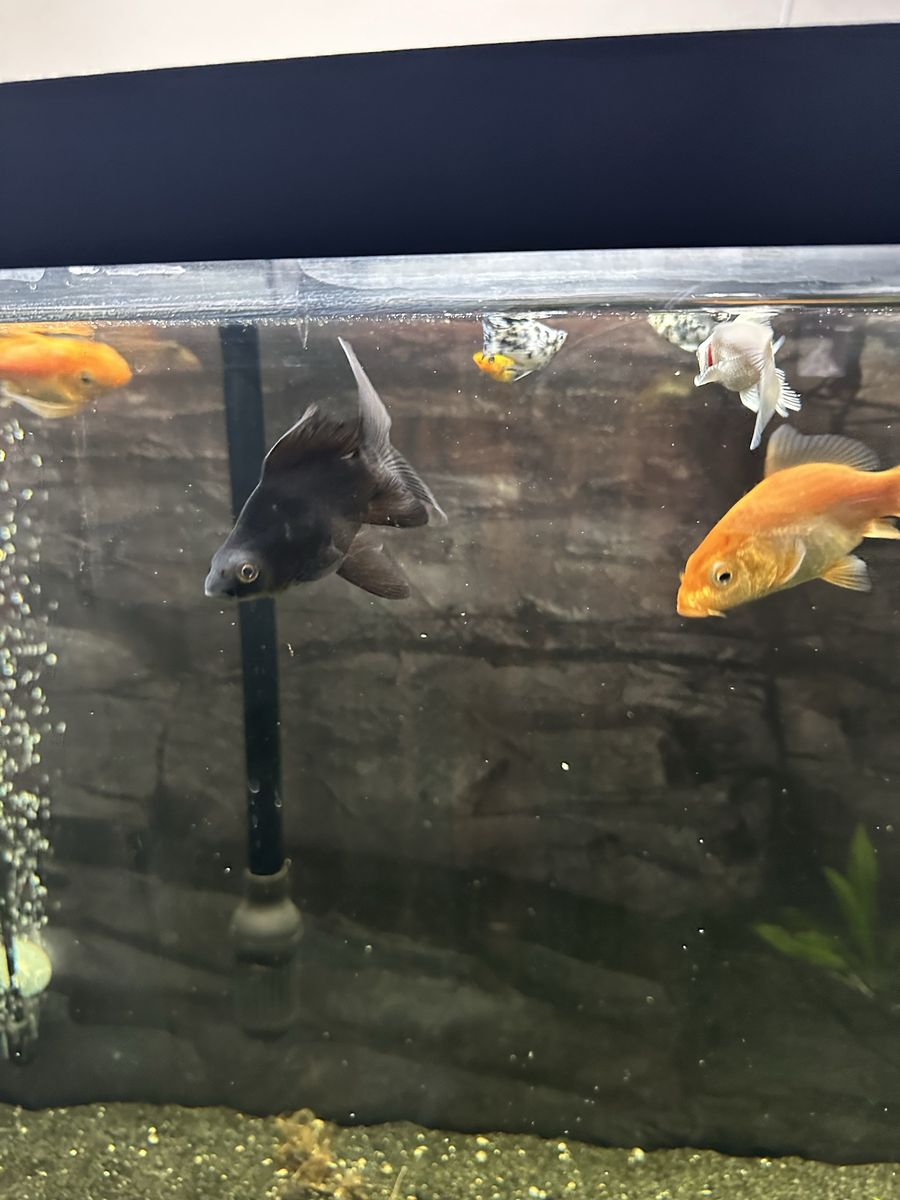  Short Body Butterfly Koi