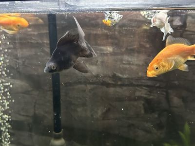Short Body Butterfly Koi