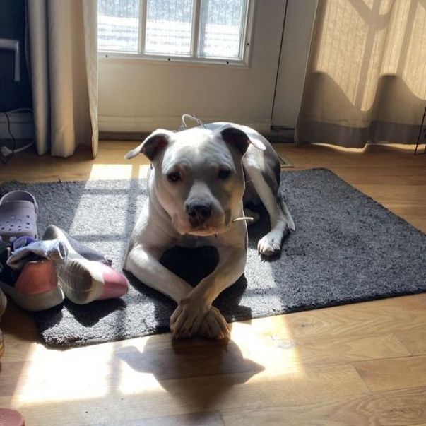 2 yr old Pitbull