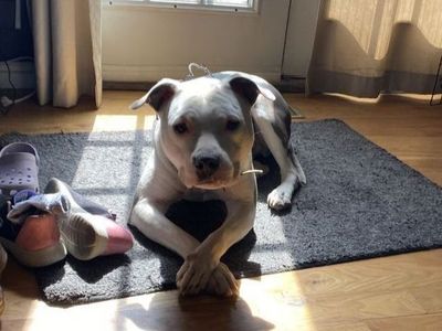 2 yr old Pitbull
