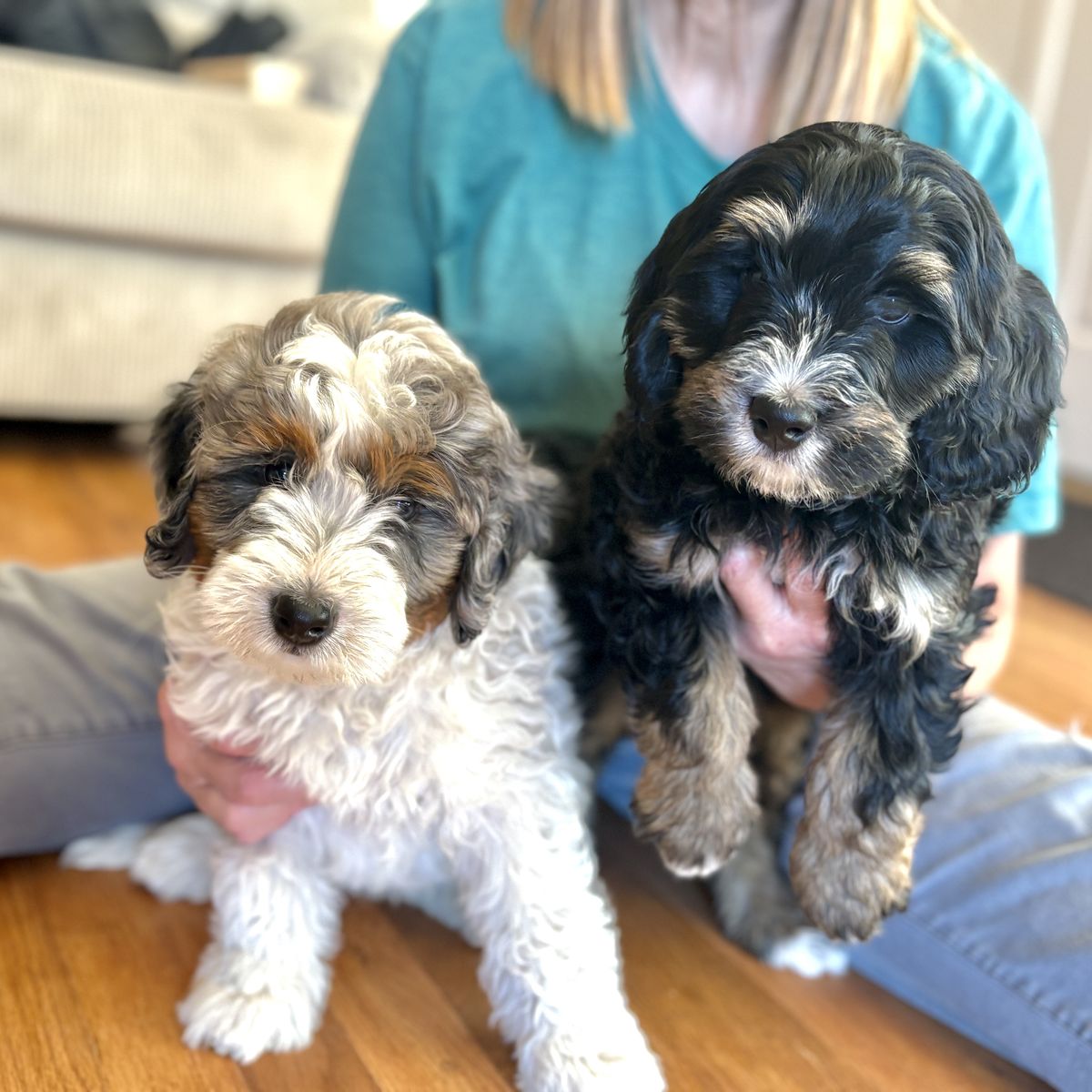 1 week old Bernedoodles like aussiedoodle cavapoo cockapoo labradoodle poodle cocker spaniel king charle cavalier