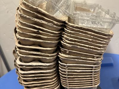 20 Clean Empty Paper Egg Cartons - 2 bonus plastic cartons - 22 total