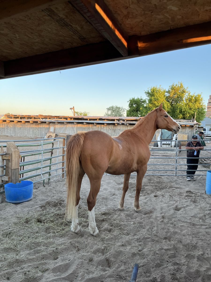 Beautiful Light Brown Horse - Healthy & Well-Maintained 1/4 Mile