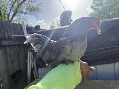 Kikiriki rooster