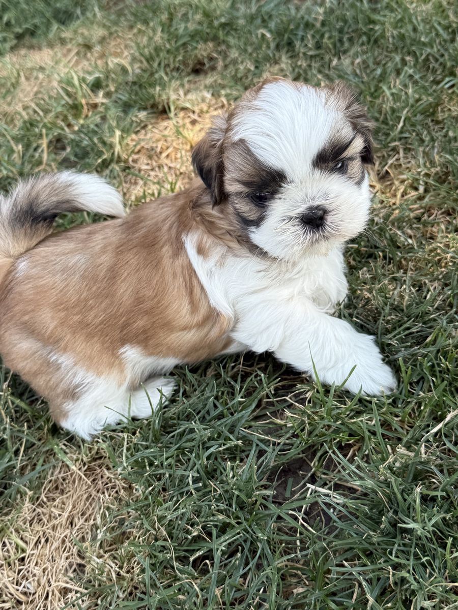 AKC Shih Tzu Puppies