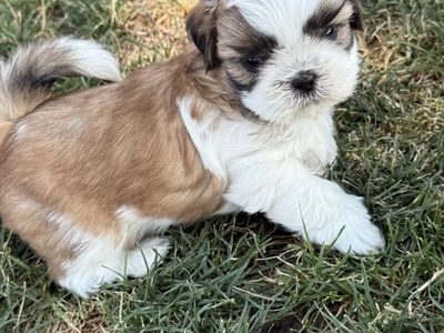 AKC Shih Tzu Puppies