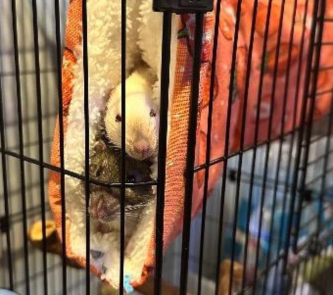 Dobby and Sock the Pet Rats