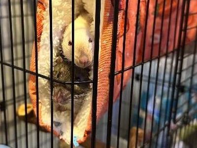 Dobby and Sock the Pet Rats