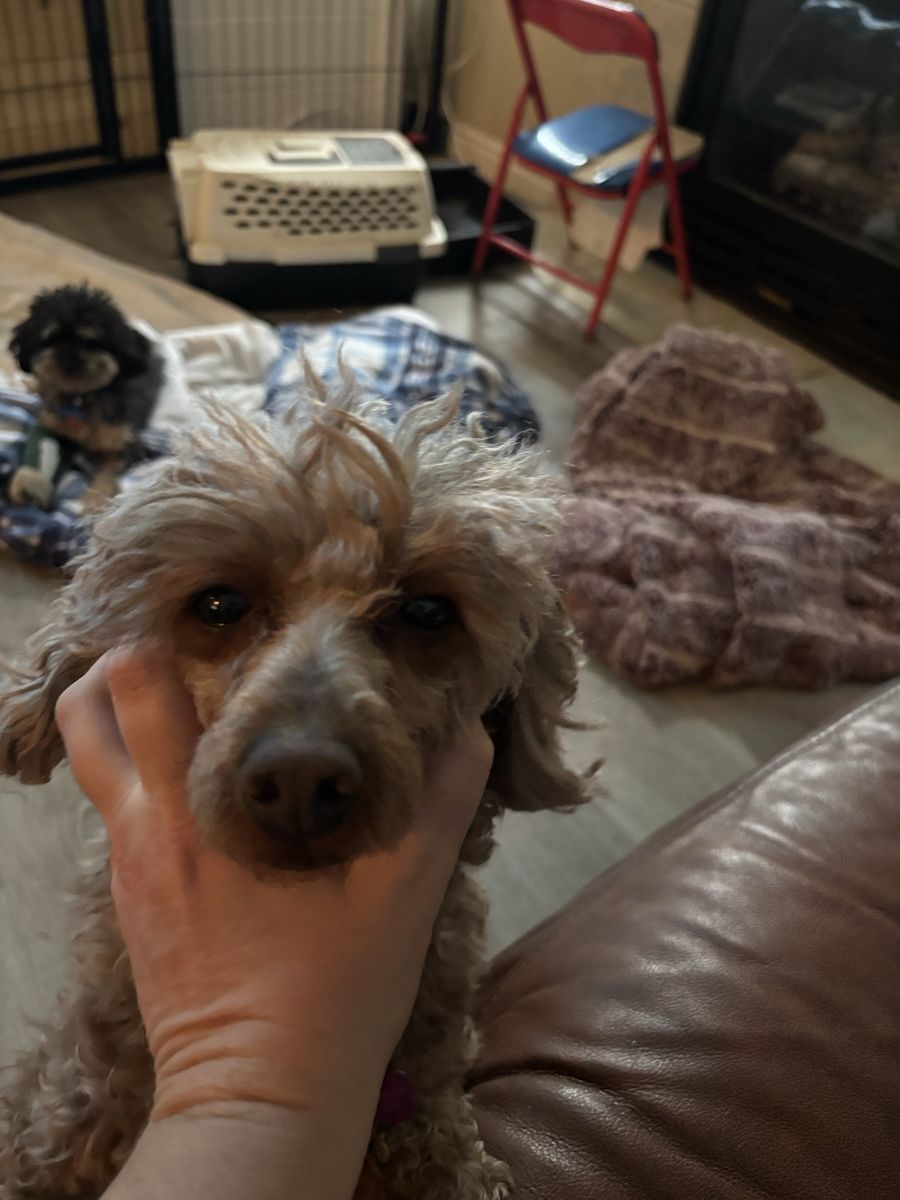 Adult Female Poodles (miniatures)