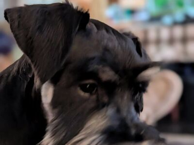 akc miniature schnauzers