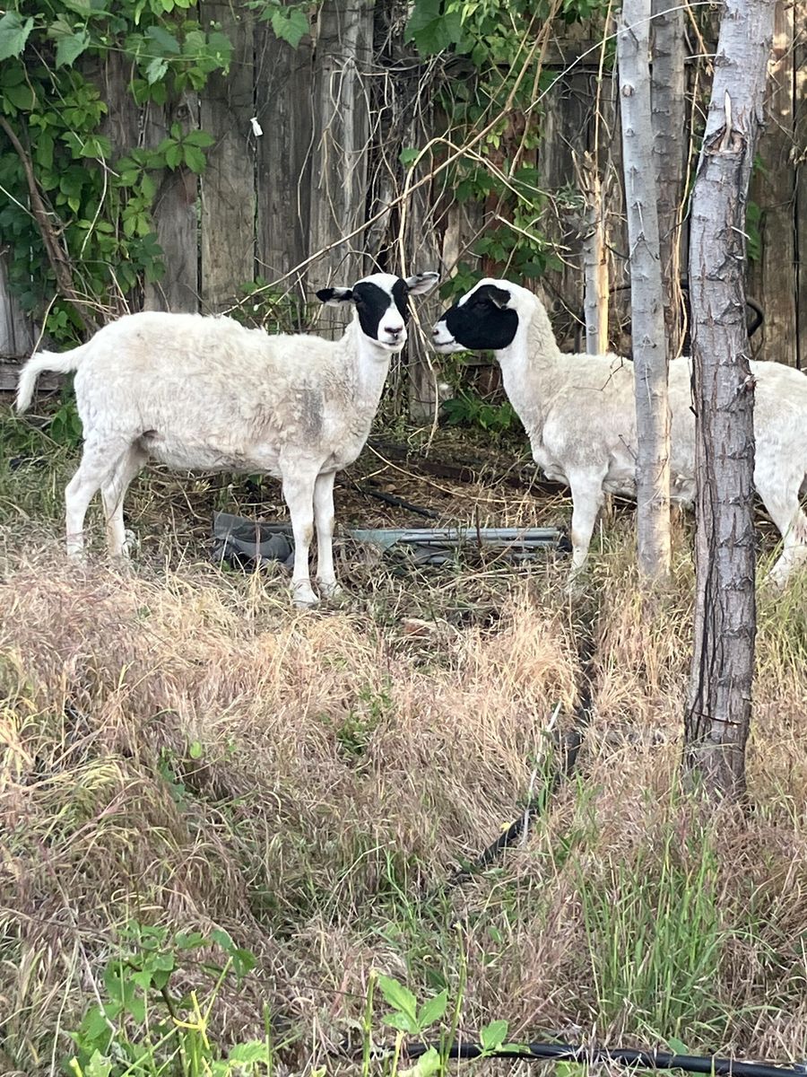 EWEs OPEN   See Description for details