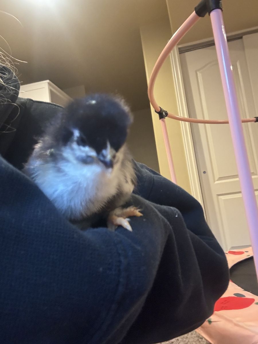 Straight run BCM chicks