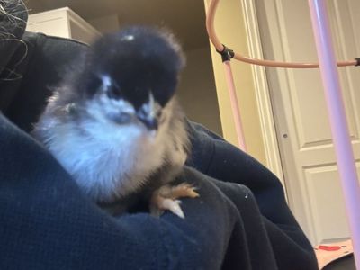 Straight run BCM chicks