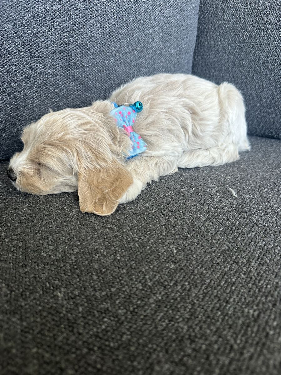 Mini/toy Cockapoos ready for new home!
