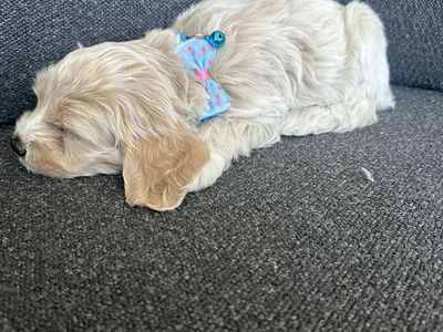 Mini/toy Cockapoos ready for new home!