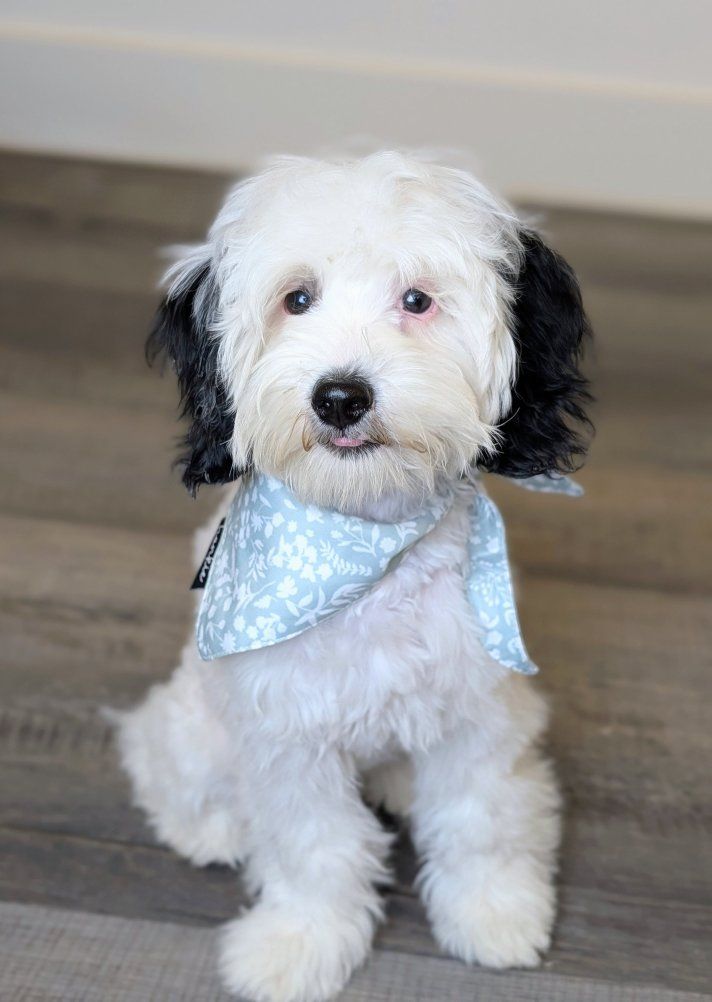 Snuggly Micro Mini Labradoodle Girl, 10-15lbs full grown