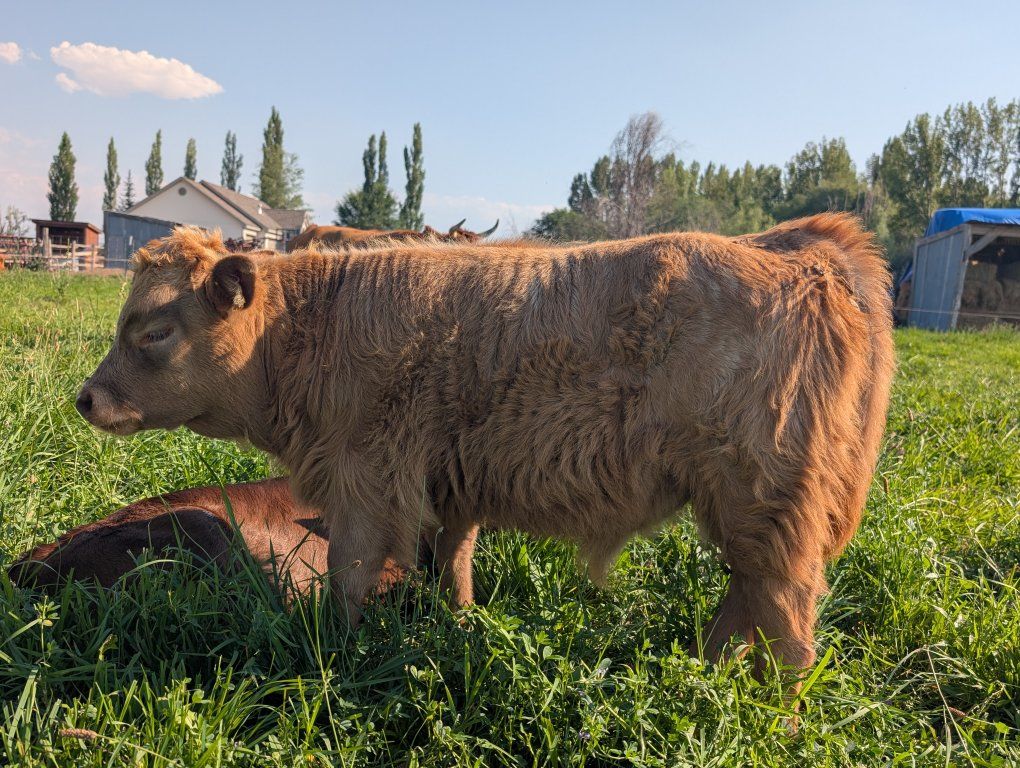 Gorgeous Mini HighDex Bull Calf!!