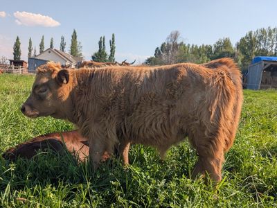 Gorgeous Mini HighDex Bull Calf!!