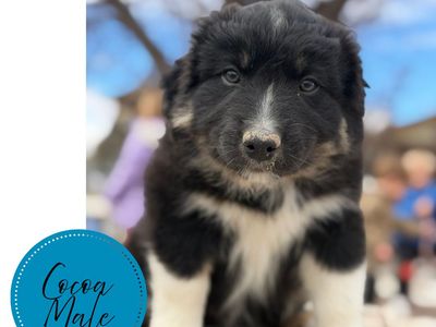 Standard Australian Shepherds