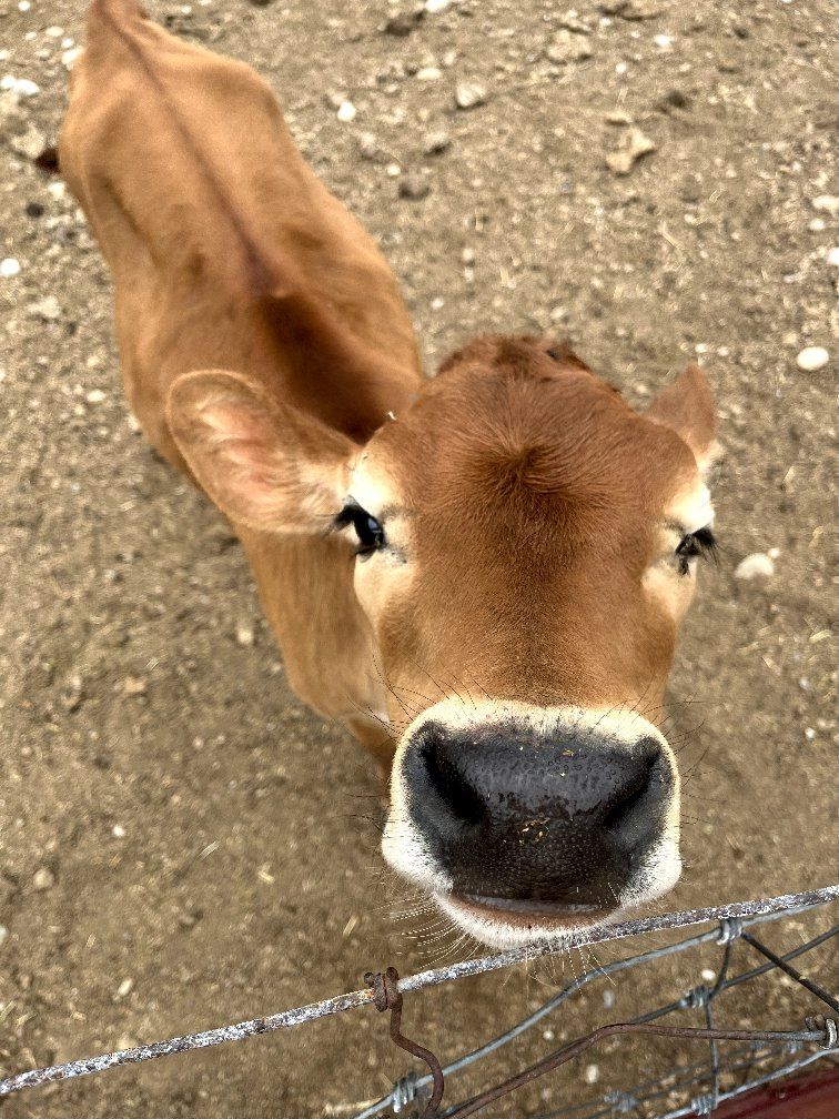 Adorable A2A2 3 Mo Old Heifer