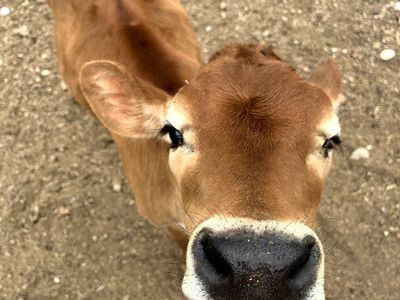 Adorable A2A2 3 Mo Old Heifer