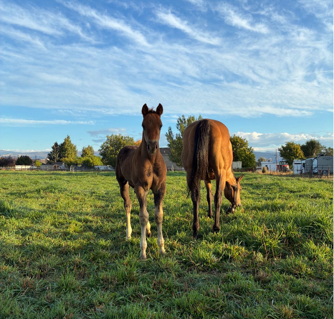 AQHA Yearling Stud Colt
