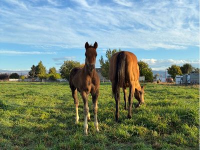AQHA Yearling Stud Colt