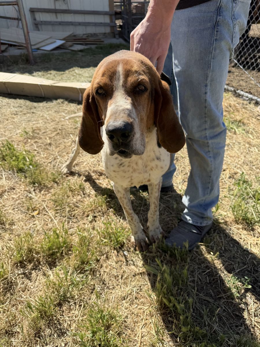 6 year old Walker Hound