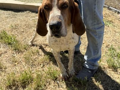 6 year old Walker Hound