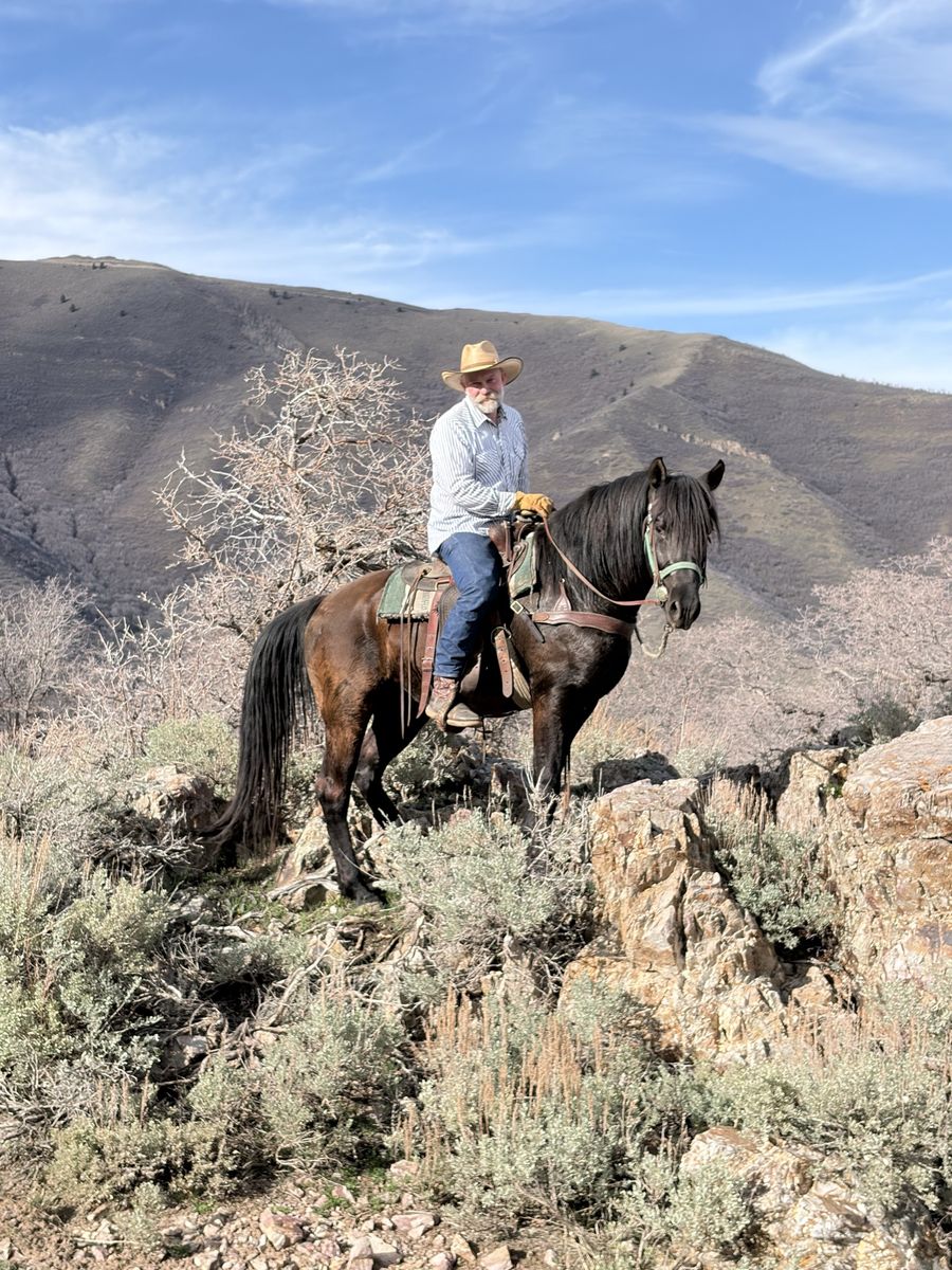 Smoky Black Morgan Stallion