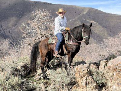 Smoky Black Morgan Stallion