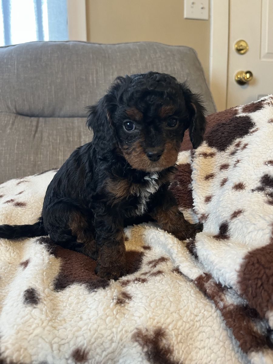 Mini Cavapoo puppy