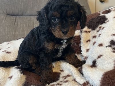 Mini Cavapoo puppy