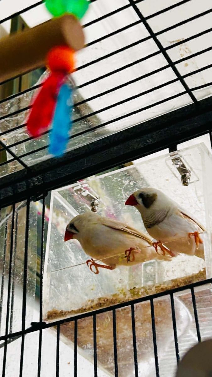 Pair of Fawn/White Zebra Finches – Very Active & Healthy