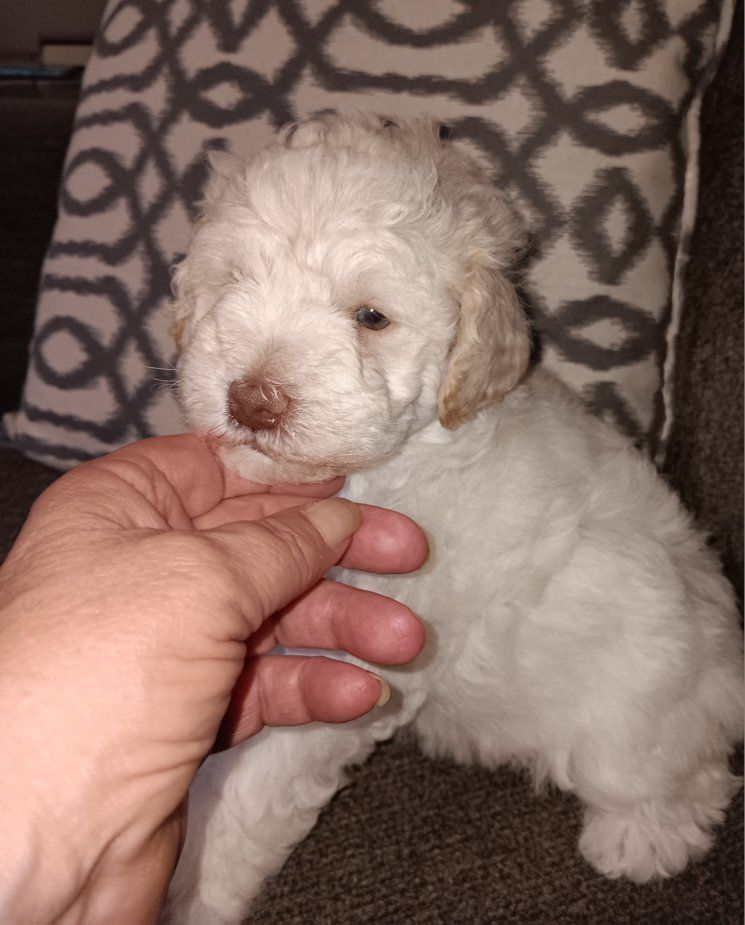 Miniature Schnauzer Male