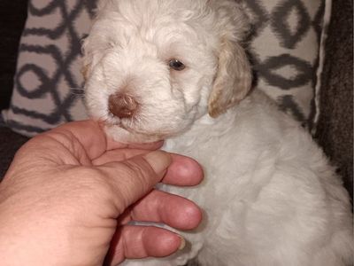 Miniature Schnauzer Male