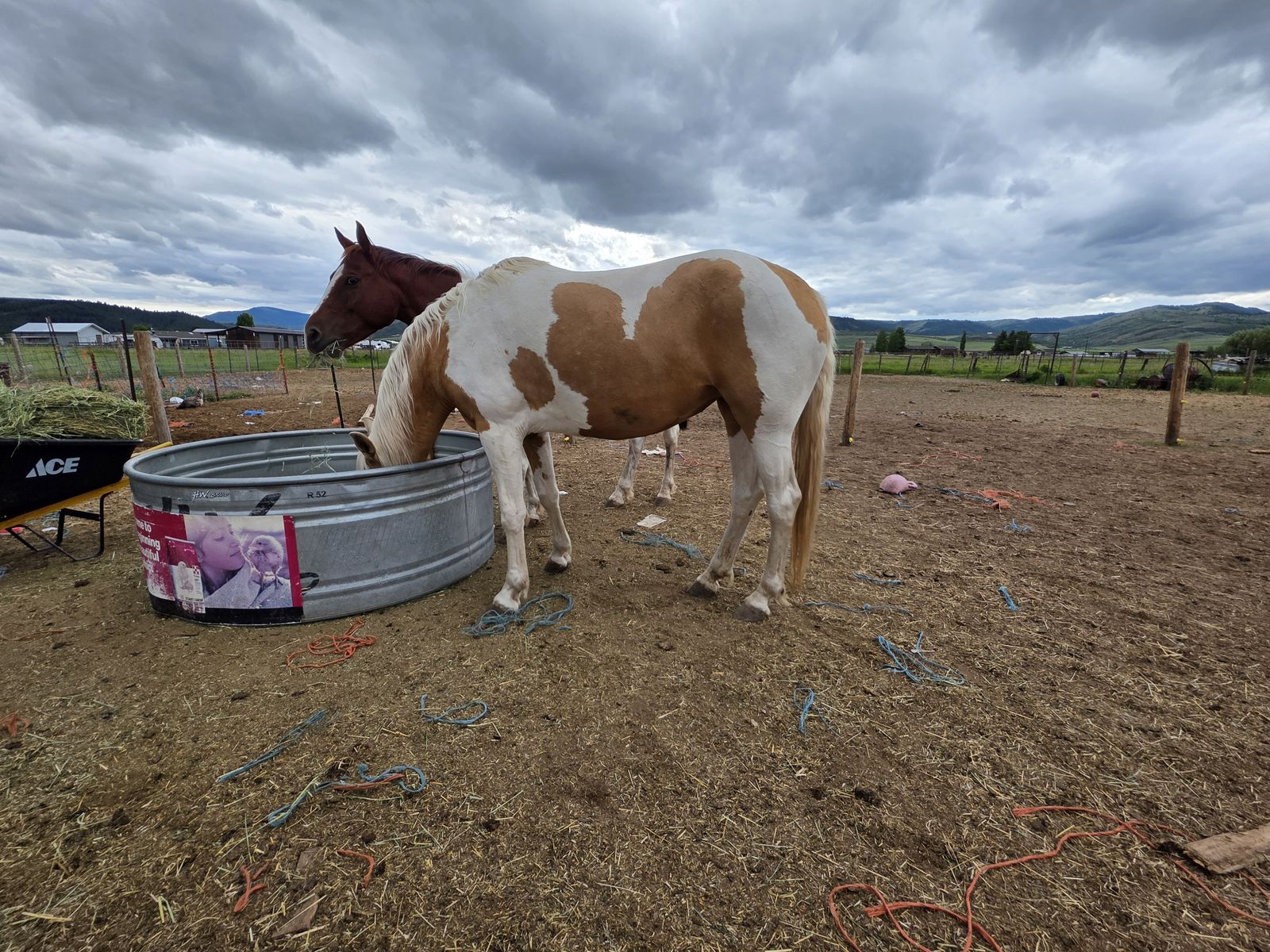 Mustang mare