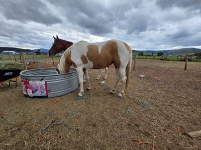 Mustang mare