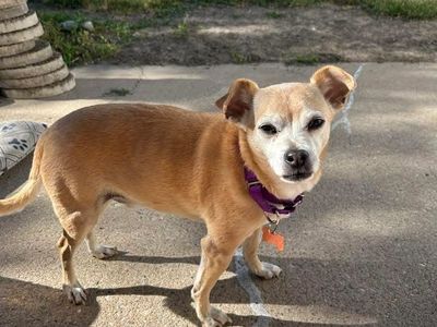 This Sweet Senior Boy Needs a Home!