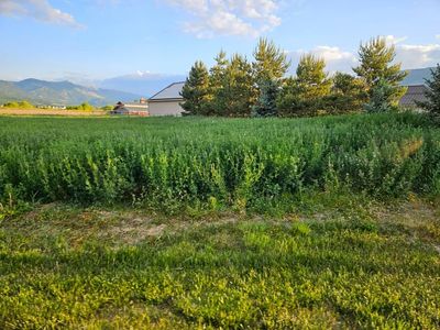 1st Crop alfalfa Hay