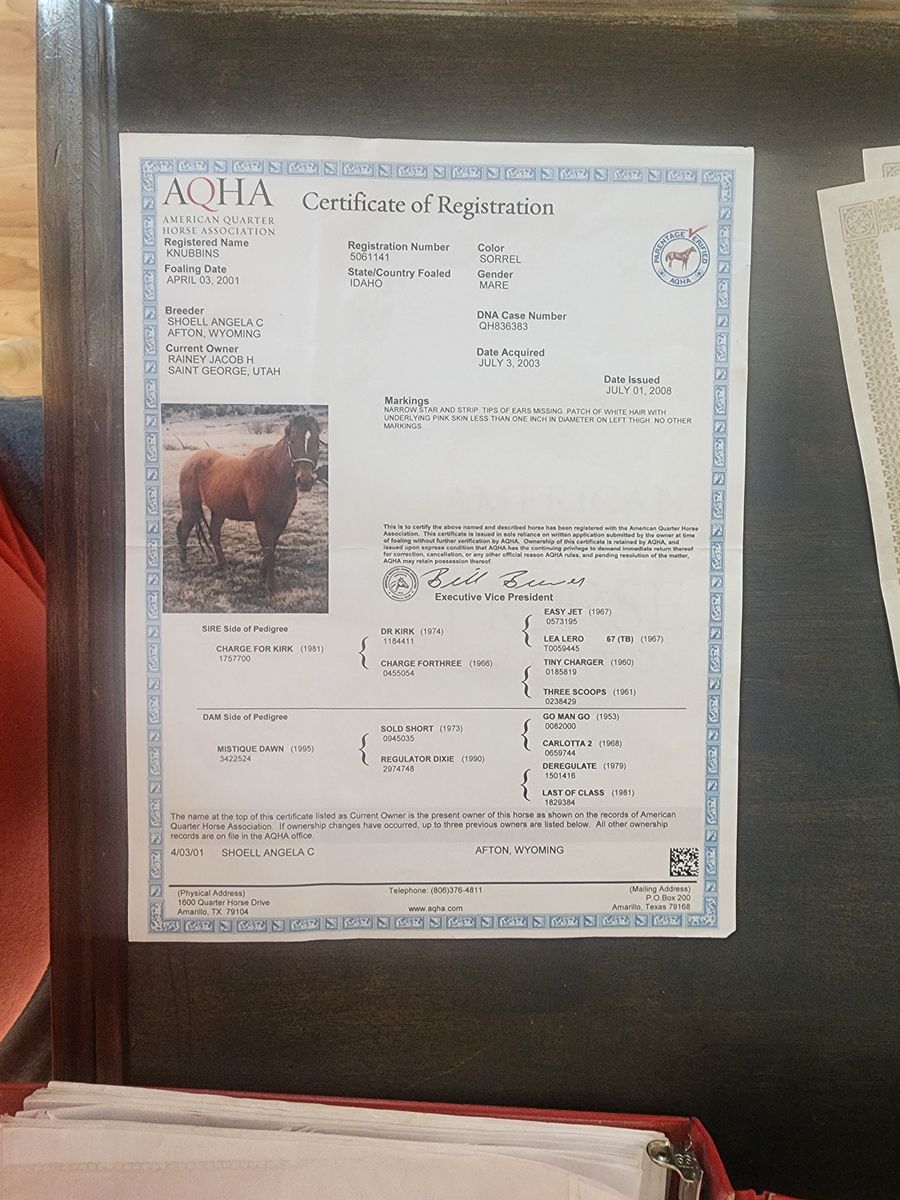2024 Stud colt