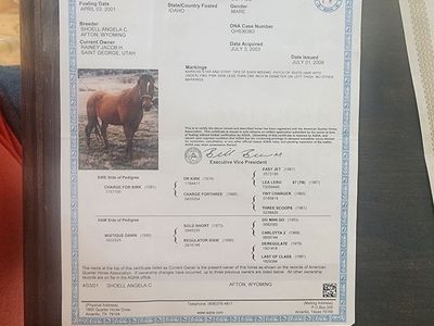 2024 Stud colt