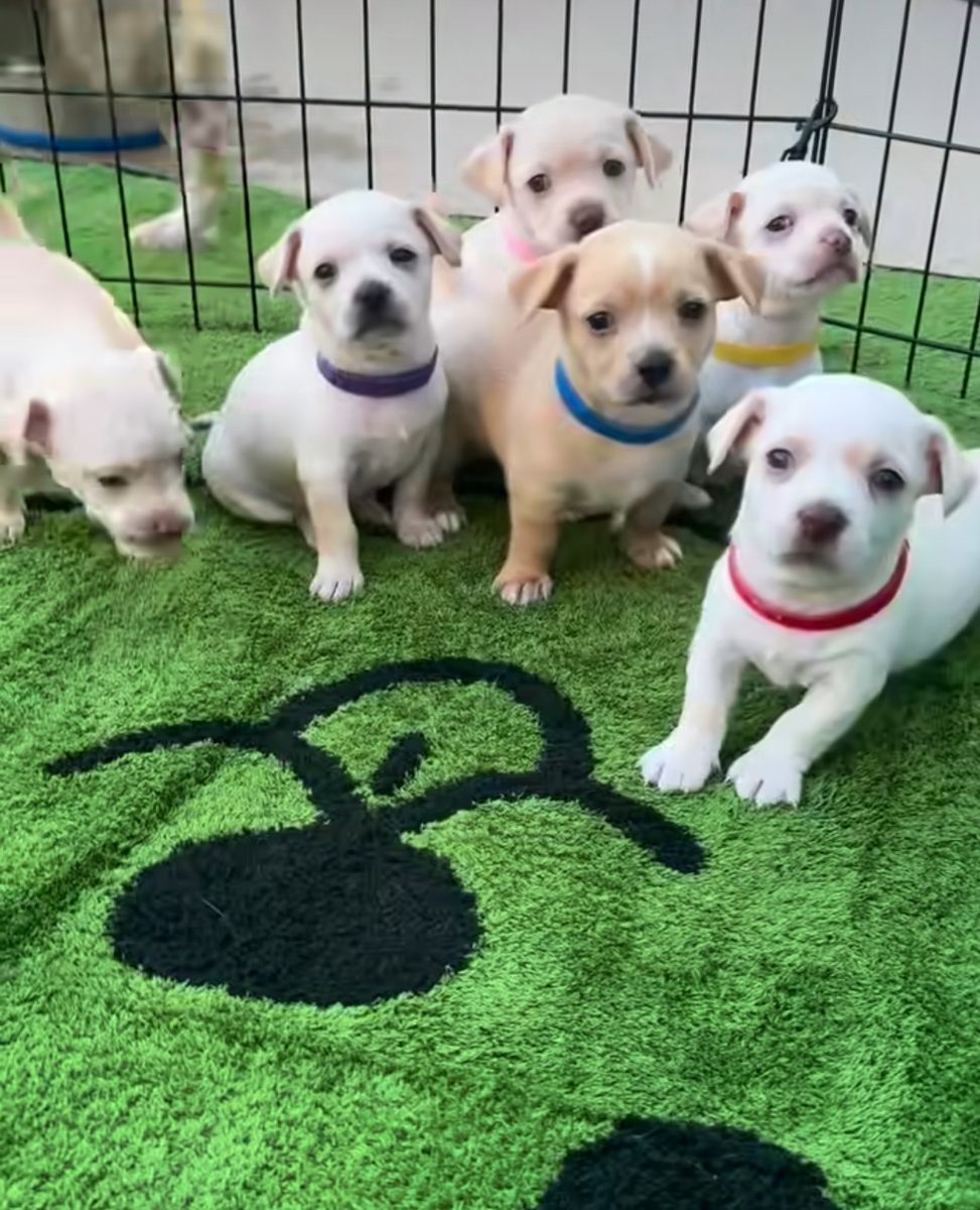 Adoreble Chihuahua puppies