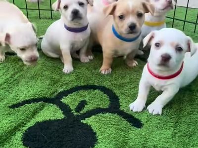 Adoreble Chihuahua puppies