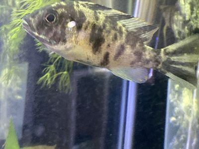 Peacock Cichlid