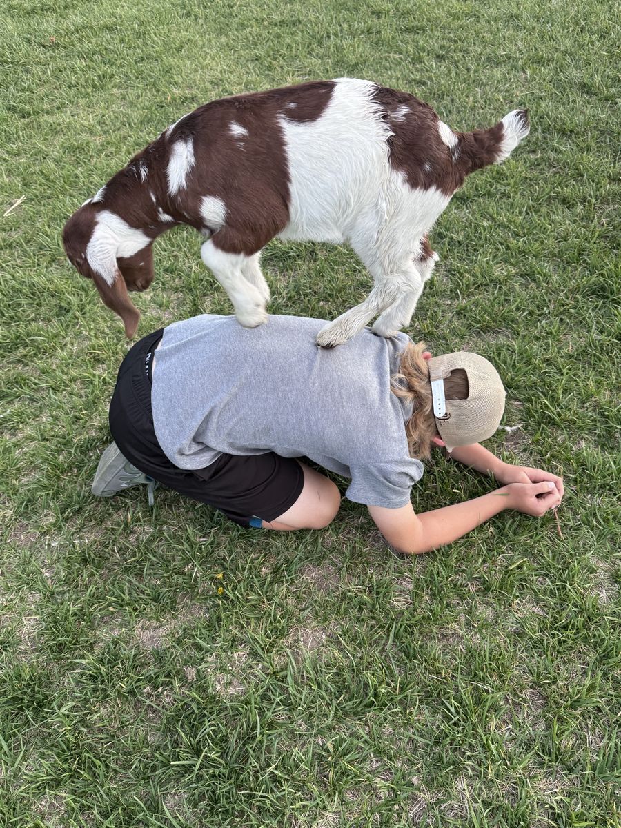 Moonspotted Bottle Baby Boer Goats
